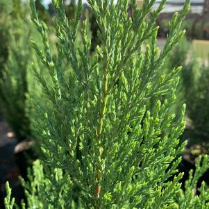 Juniperus chinensis Blue Point