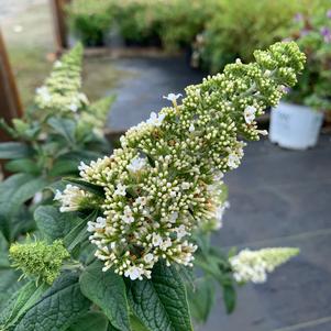 Buddleia Pugster White ® (PP28795) 