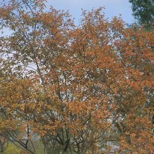 Amelanchier laevis 