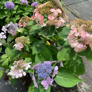 Hydrangea macrophylla Lets Dance® Diva!®(PP25105) 