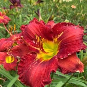 Hemerocallis Funny Valentine