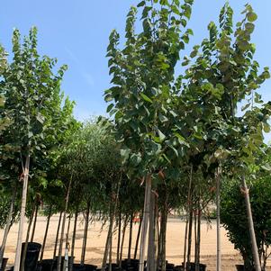 Tilia americana American Sentry®