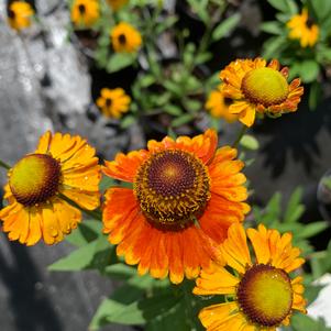 Helenium Mardi Gras