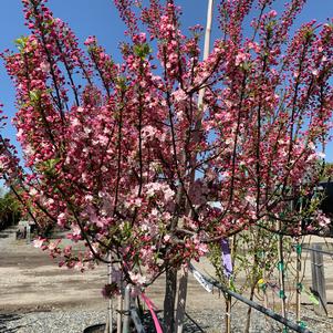 Malus Coral Burst