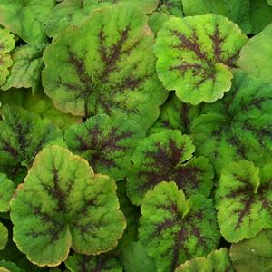 Tiarella cordifolia Running Tapestry