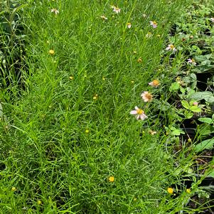 Coreopsis rosea 