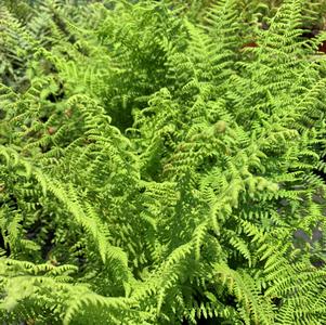 Fern-Dennstaeditia punctilobula 