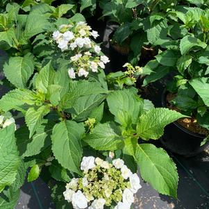 Hydrangea macrophylla Dbl Delights™ Wedding Gown (pp21052) 