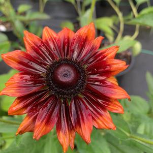 Rudbeckia hirta Cherry Brandy