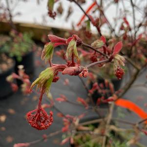 Acer palmatum Wakehurst Pink