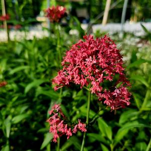 Centranthus ruber var. coccineus 