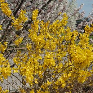 Forsythia x intermedia Lynwood