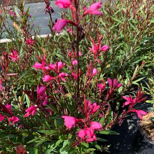 Gaura lindheimeri Belleza Dark Pink