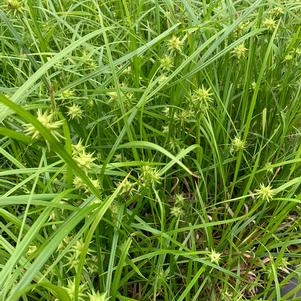 Carex grayi 