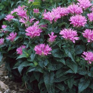 Monarda x Petite Delight