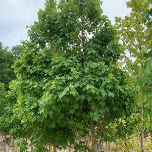 Acer Rubrum Sun Valley