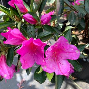 Azalea-Rhododendron Southern Indica hybrid Formosa