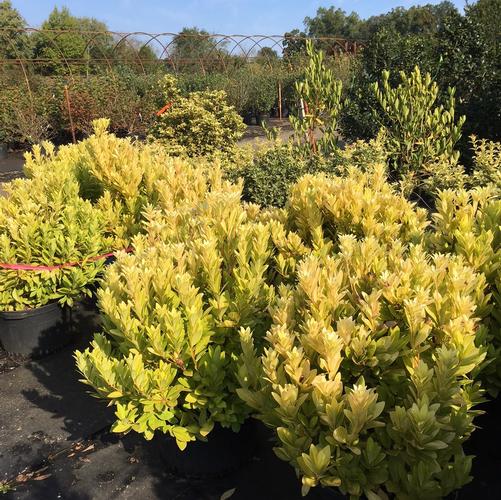 Illicium floridanum Florida Sunshine