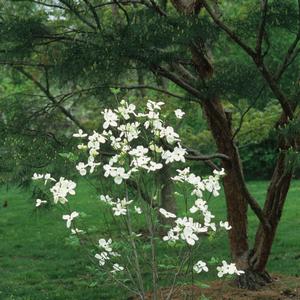 Cornus florida Cloud 9