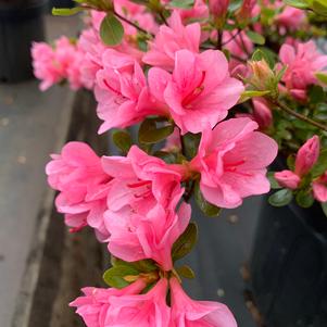 Azalea-Rhododendron Kurume hybrid Coral Bells