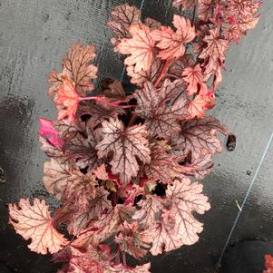 Heucherella Plum Cascade