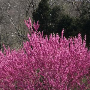 Cercis chinensis 