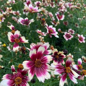 Coreopsis verticillata Berry Chiffon