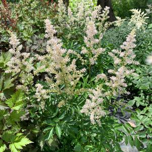 ASTILBE ARENDSII SNOWDRIFT