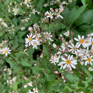 Aster divaricatus 