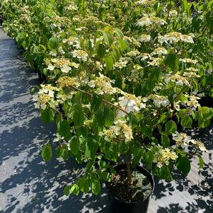 Viburnum plicatum Mariesii