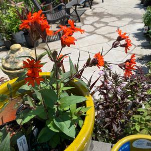 Lychnis arkwrightii Orange Gnome