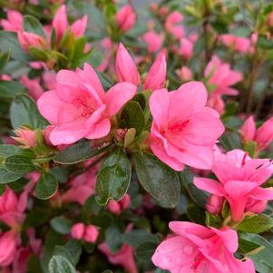 Azalea-Rhododendron Kurume hybrid Tradition