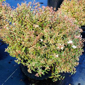 Abelia X grandiflora Confetti® 