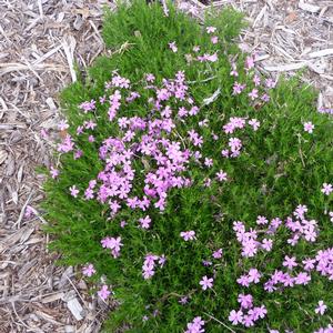 Phlox subulata Emerald Pink