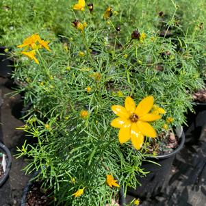 Coreopsis verticillata Zagreb