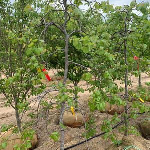 Cercis reniformis Texensis-Traveller