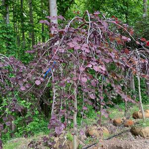 Cercis canadensis Ruby Falls