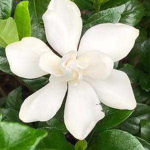 Gardenia jasminoides Chuck Hayes