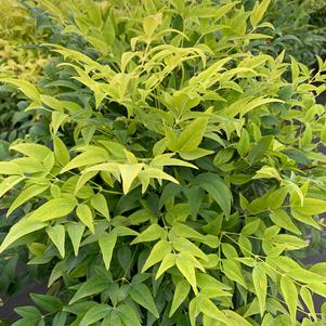 Nandina domestica Lemon Lime-PP24749 