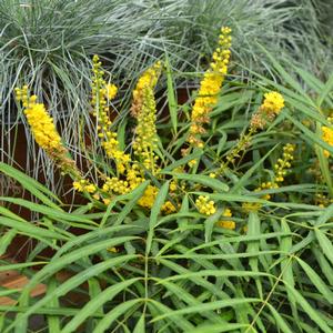 Mahonia eurybracteata Soft Caress