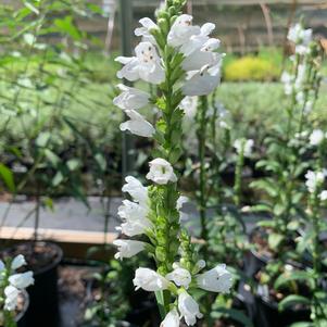 Physostegia virginiana Miss Manners