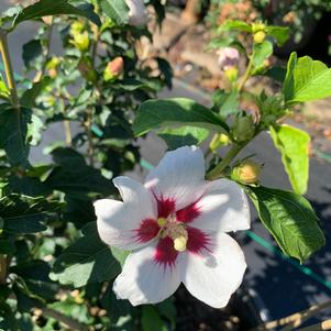 Hibiscus syriacus Lil Kim PP19547 