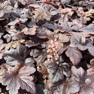 Heucherella Onyx