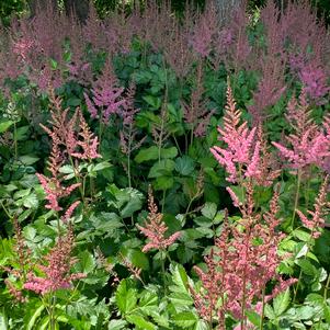 Astilbe chinensis Vision in Pink