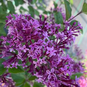 Syringa x penda Bloomerang®Purple(PP20575) 