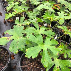 Geranium maculatum 