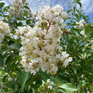 Lagerstroemia indica x fauriei Natchez