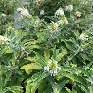 Buddleia davidii Dapper® White (pp33566) 