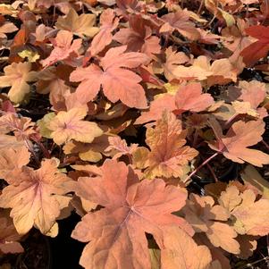 Heucherella Pumpkin Spice