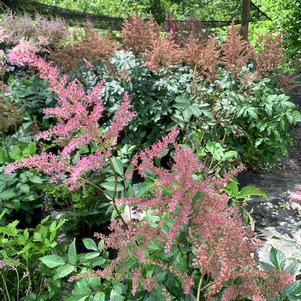 Astilbe japonica Rheinland